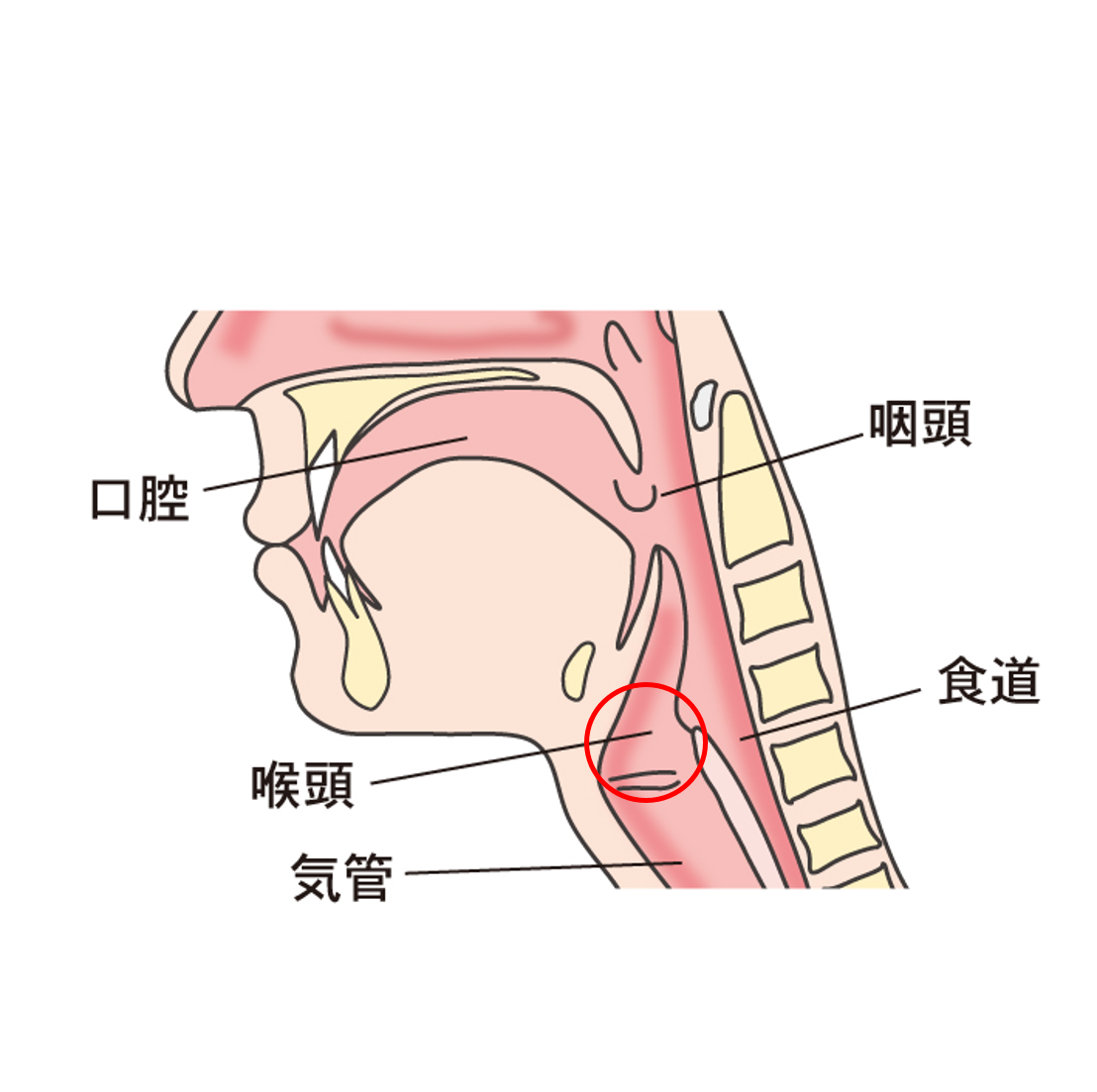 扁桃炎 咽頭炎 喉頭炎について 横浜市都築区のおおた耳鼻咽喉科