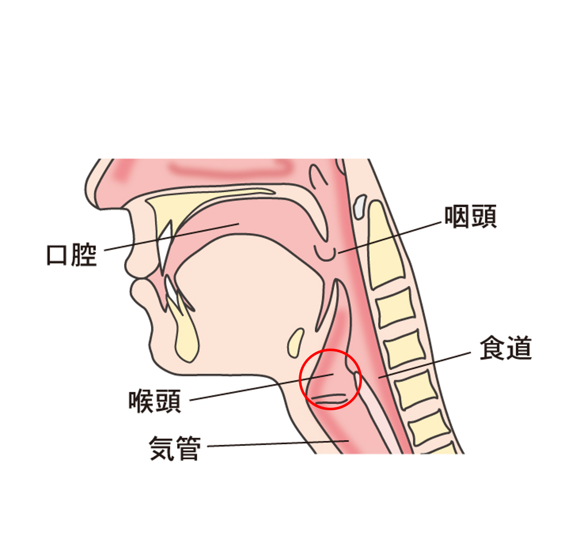 の 痛み 喉