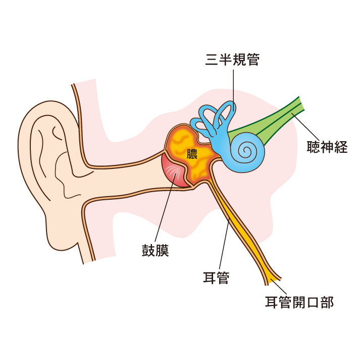 急性中耳炎の原因 治療 横浜市都筑区で子供の中耳炎はおおた耳鼻咽喉科へ