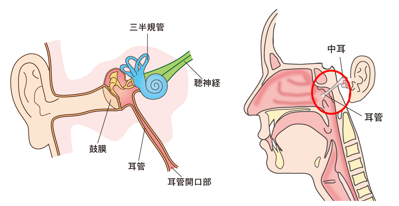 耳管開放症 耳管狭窄症の治療 横浜市の耳鼻科 おおた耳鼻咽喉科