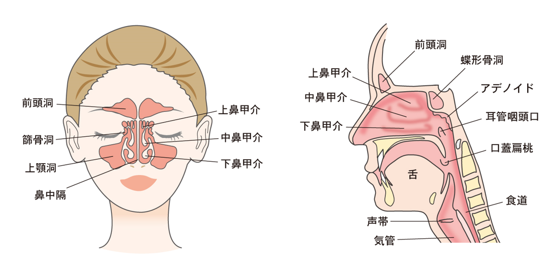 鼻の病気 鼻づまり 鼻水 横浜市都筑区仲町台のおおた耳鼻咽喉科