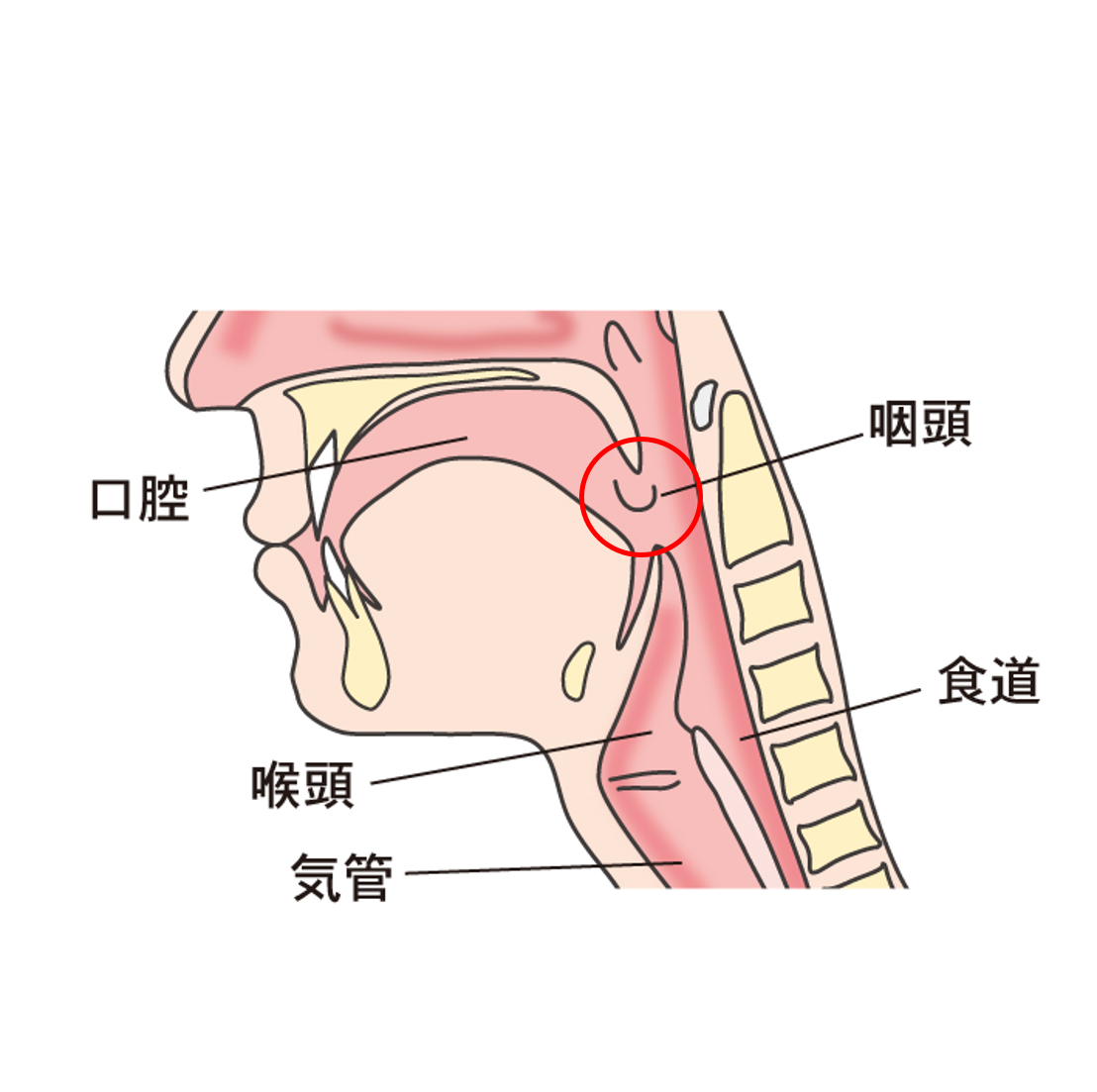 扁桃炎 咽頭炎 喉頭炎について 横浜市都築区のおおた耳鼻咽喉科