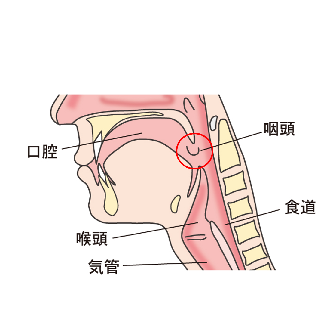 下 を 向く と 喉 が 痛い